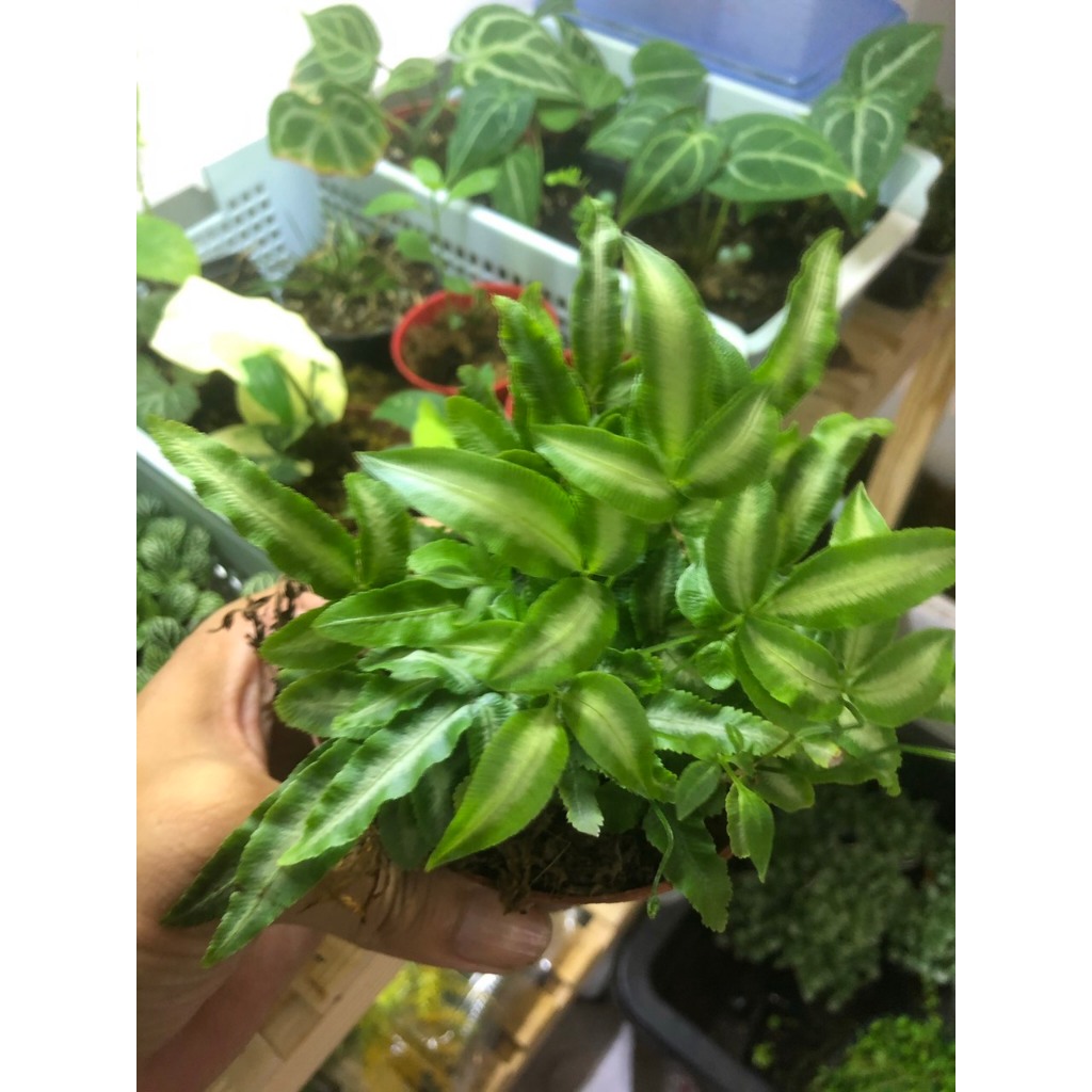 Dương xỉ lá tuyết,cây để bàn văn phòng, terrarium,bán cạn