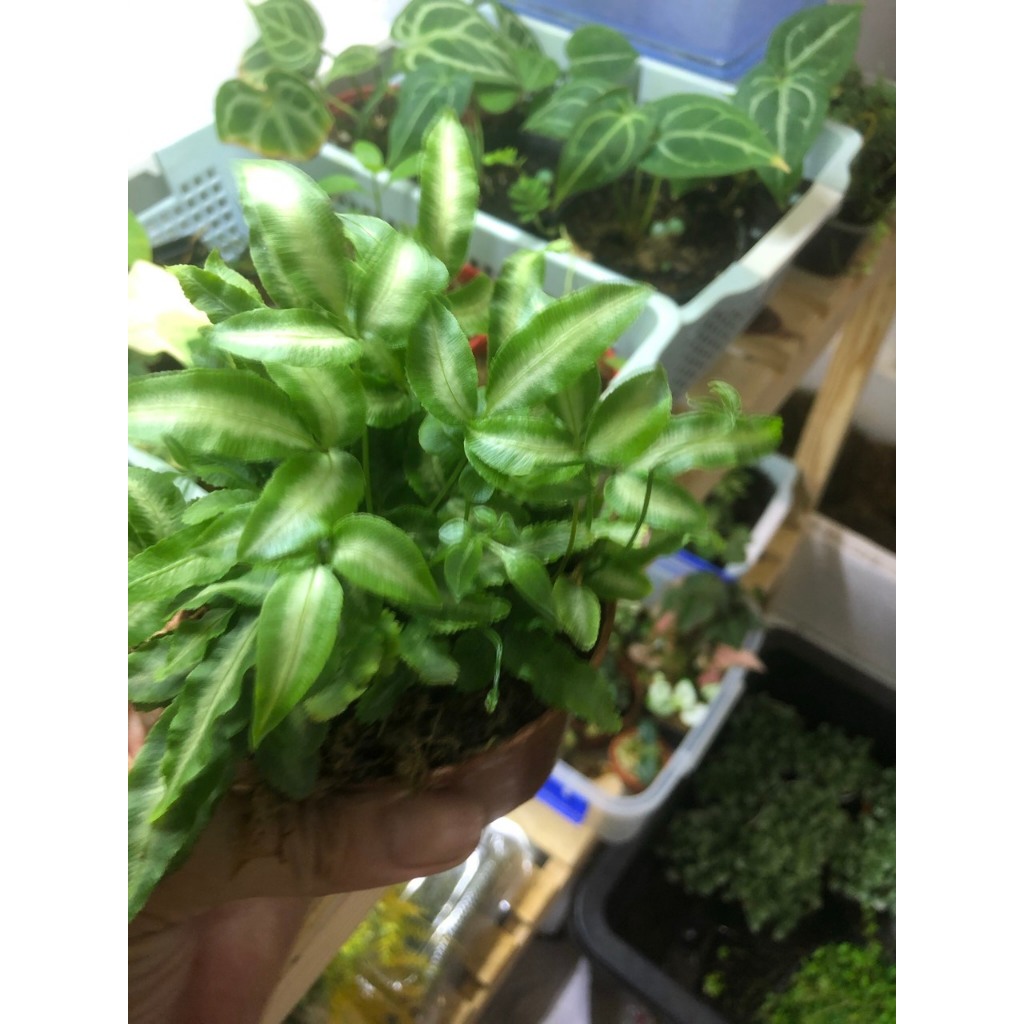 Dương xỉ lá tuyết,cây để bàn văn phòng, terrarium,bán cạn