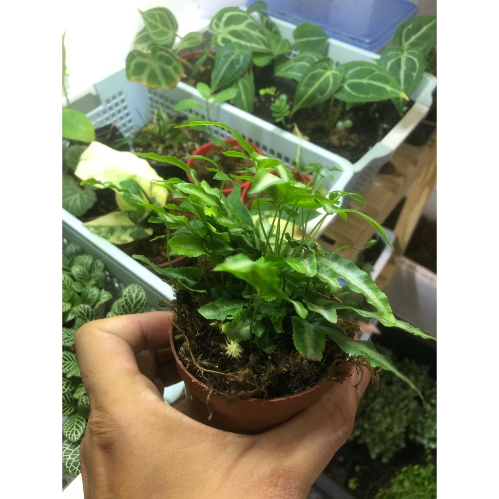 Dương xỉ lá tuyết,cây để bàn văn phòng, terrarium,bán cạn