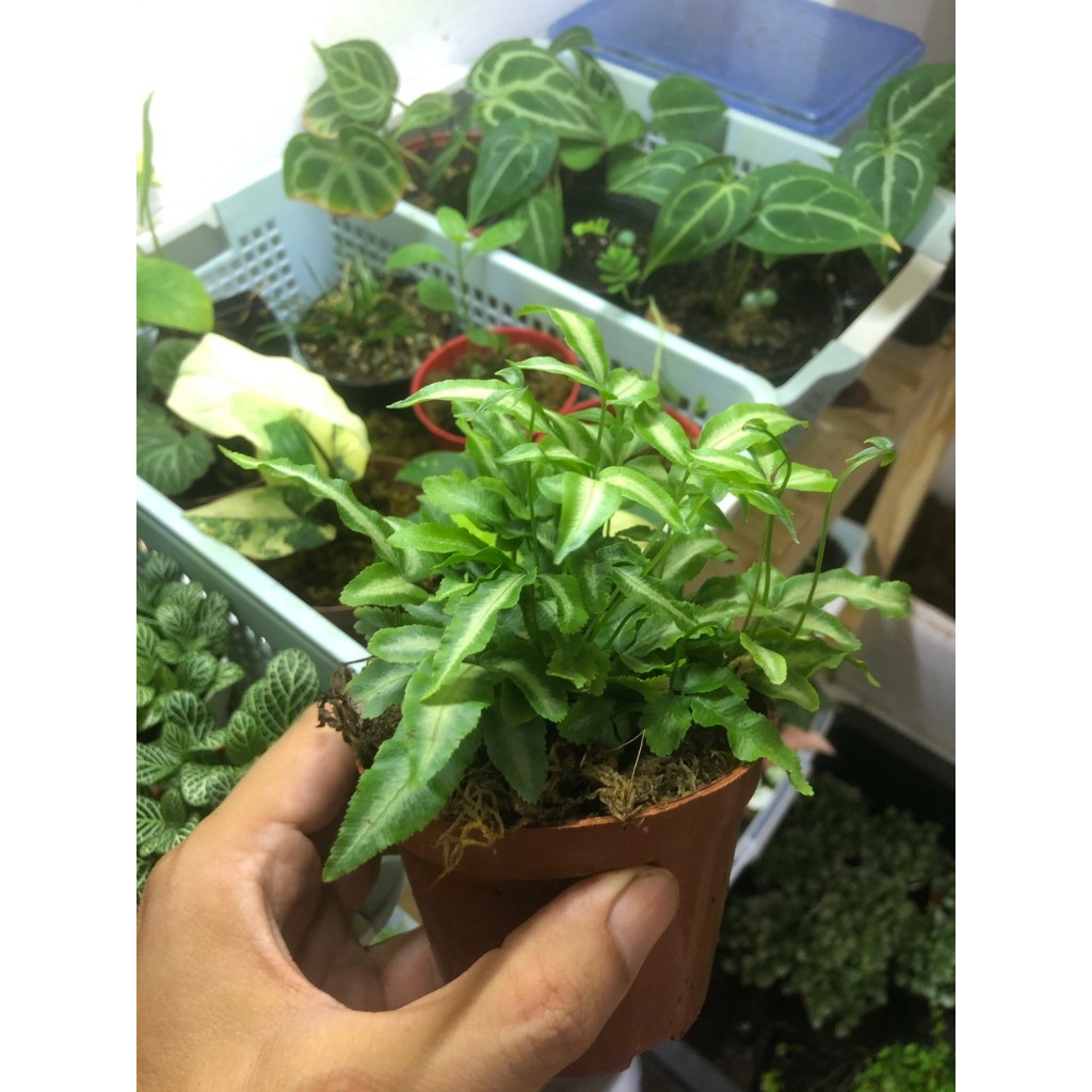 Dương xỉ lá tuyết,cây để bàn văn phòng, terrarium,bán cạn