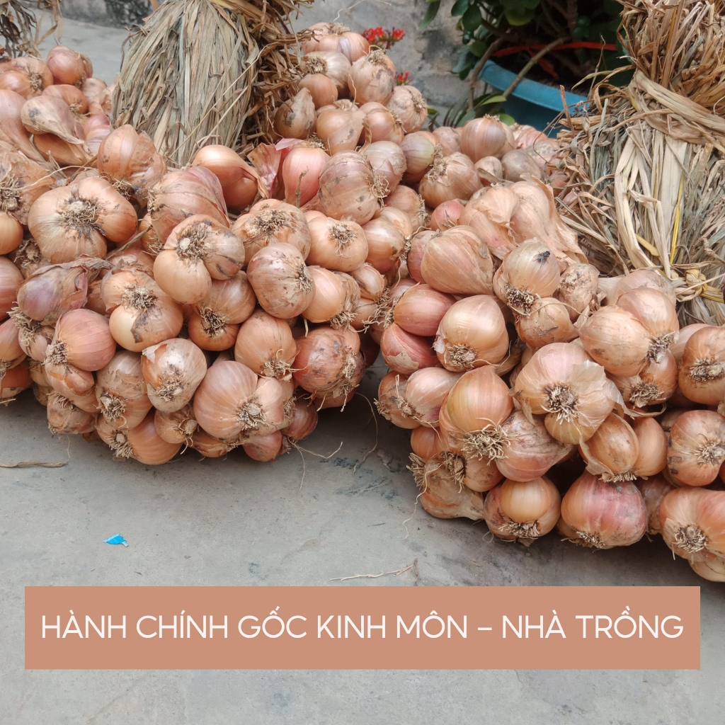 Hành Khô Kinh Môn Hải Dương Nhà Trồng 2kg Hàng Loại 1 Củ To Chắc Chắn Không Chất Bảo Quản, Đảm Bảo An Toàn Vệ Sinh