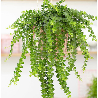 Chậu Treo Lan Tim - Decor siêu xinh, giá rẻ, dễ chăm sóc - |Vườn Như Ngọc| -  Đã bật Hoả tốc