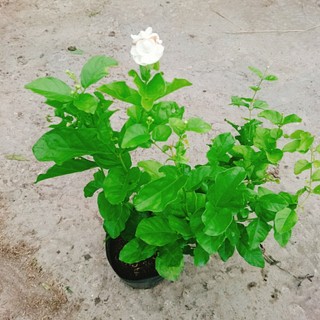 Combo 4 cây hoa lài ( cây lài trà + lài tiểu thư + lài nhật + lài tây )