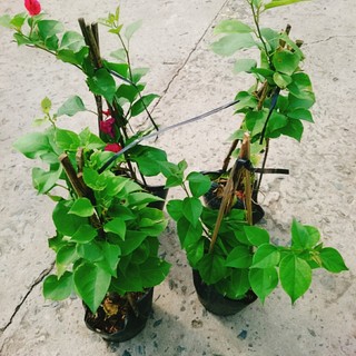 Combo 4 cây hoa giấy (hoa giấy đỏ + hoa giấy trắng + hoa giấy vàng + hoa giấy cam)