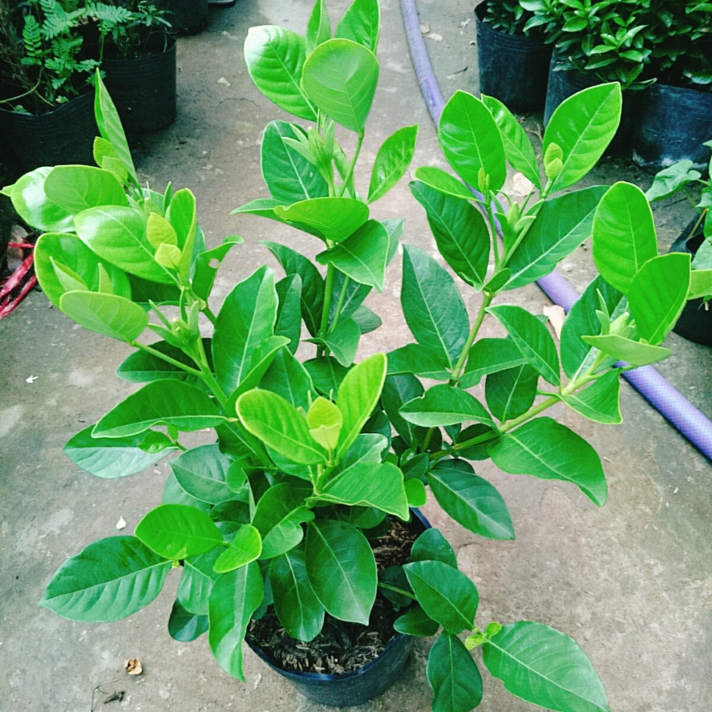Cây bạch thiên hương - Cây cảnh sân vườn