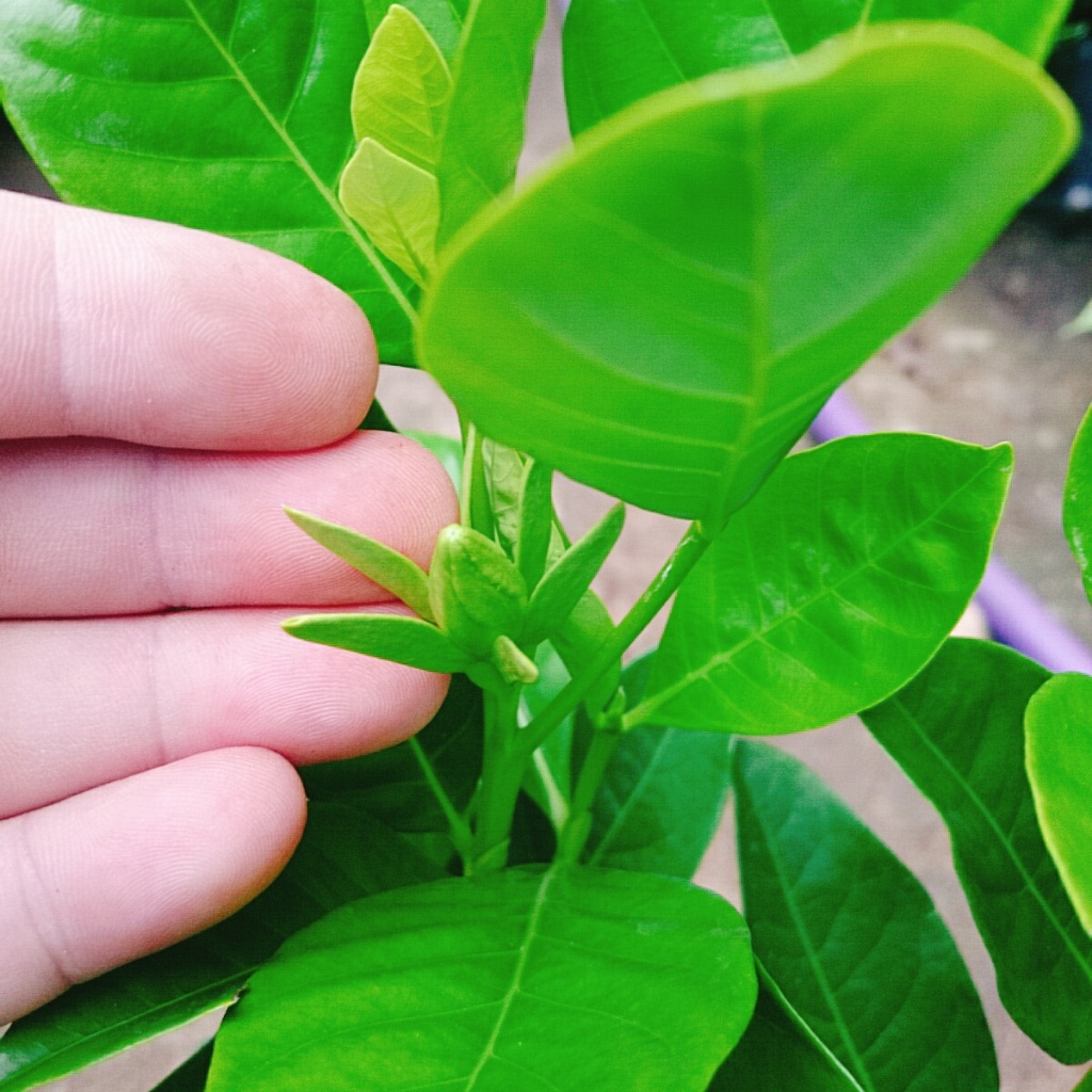 Cây bạch thiên hương - Cây cảnh sân vườn