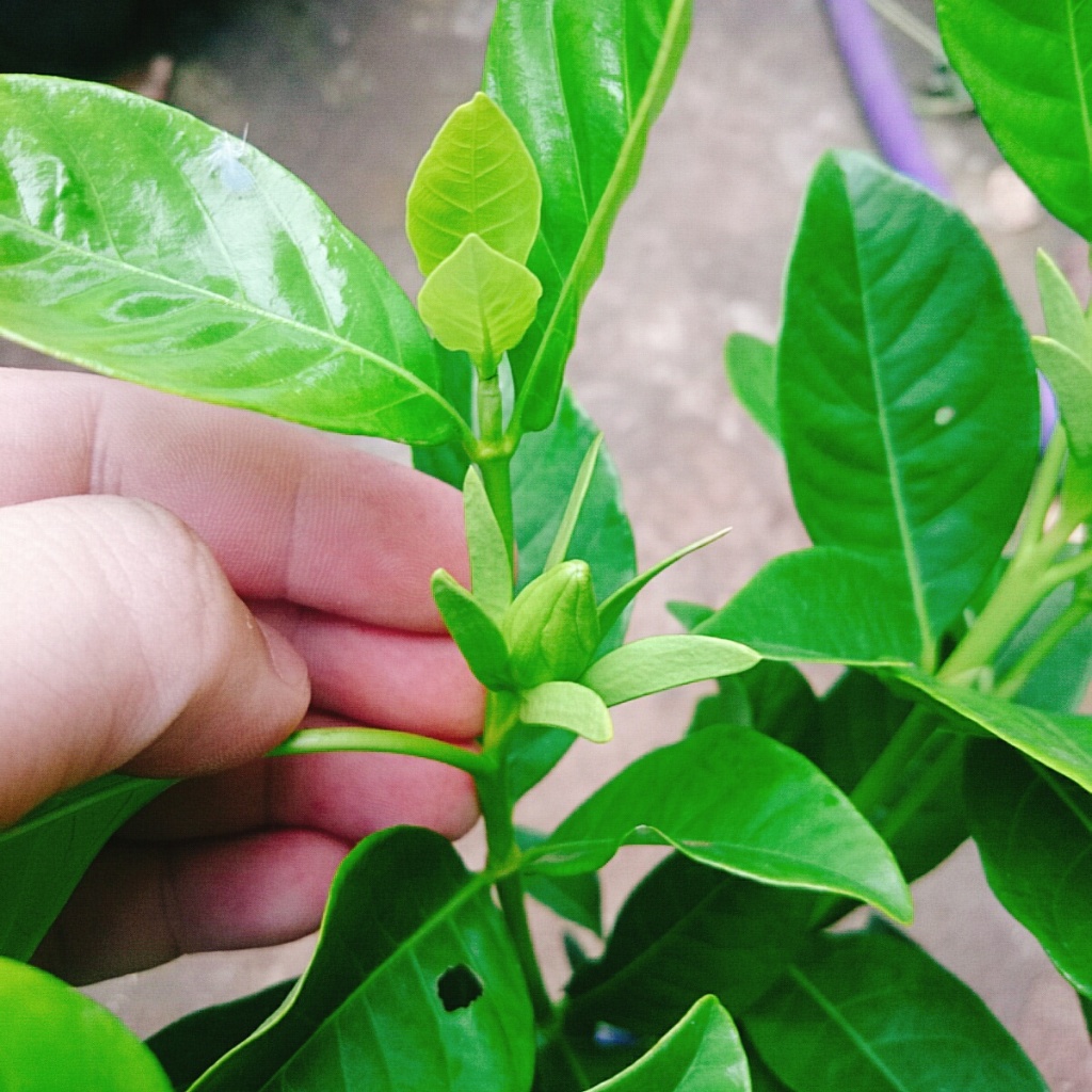 Cây bạch thiên hương - Cây cảnh sân vườn