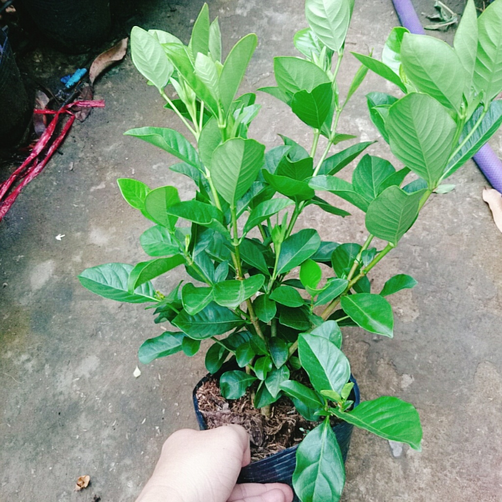 Cây bạch thiên hương - Cây cảnh sân vườn