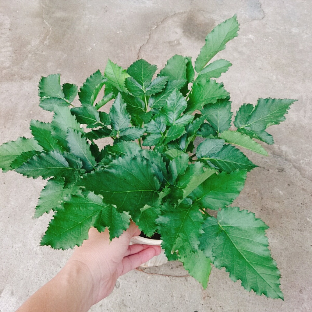 Cây phúc bồn tử ( cây mâm xôi ) - cây cảnh sân vườn