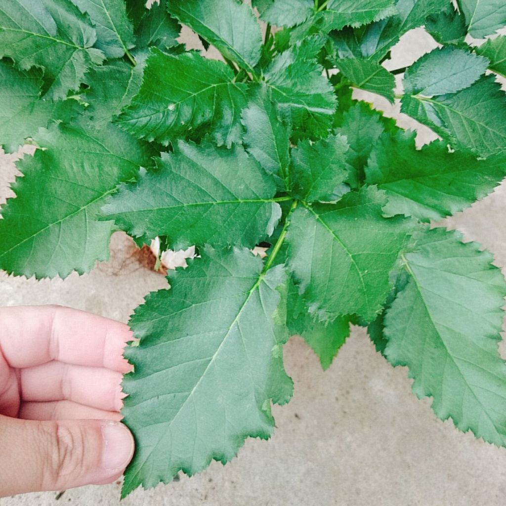 Cây phúc bồn tử ( cây mâm xôi ) - cây cảnh sân vườn