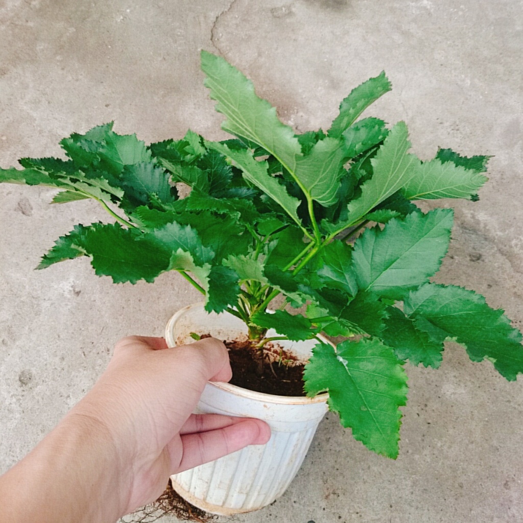Cây phúc bồn tử ( cây mâm xôi ) - cây cảnh sân vườn