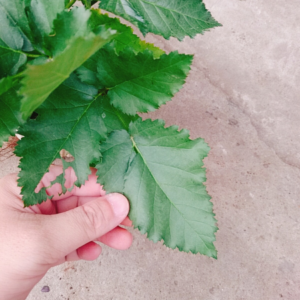 Cây phúc bồn tử ( cây mâm xôi ) - cây cảnh sân vườn