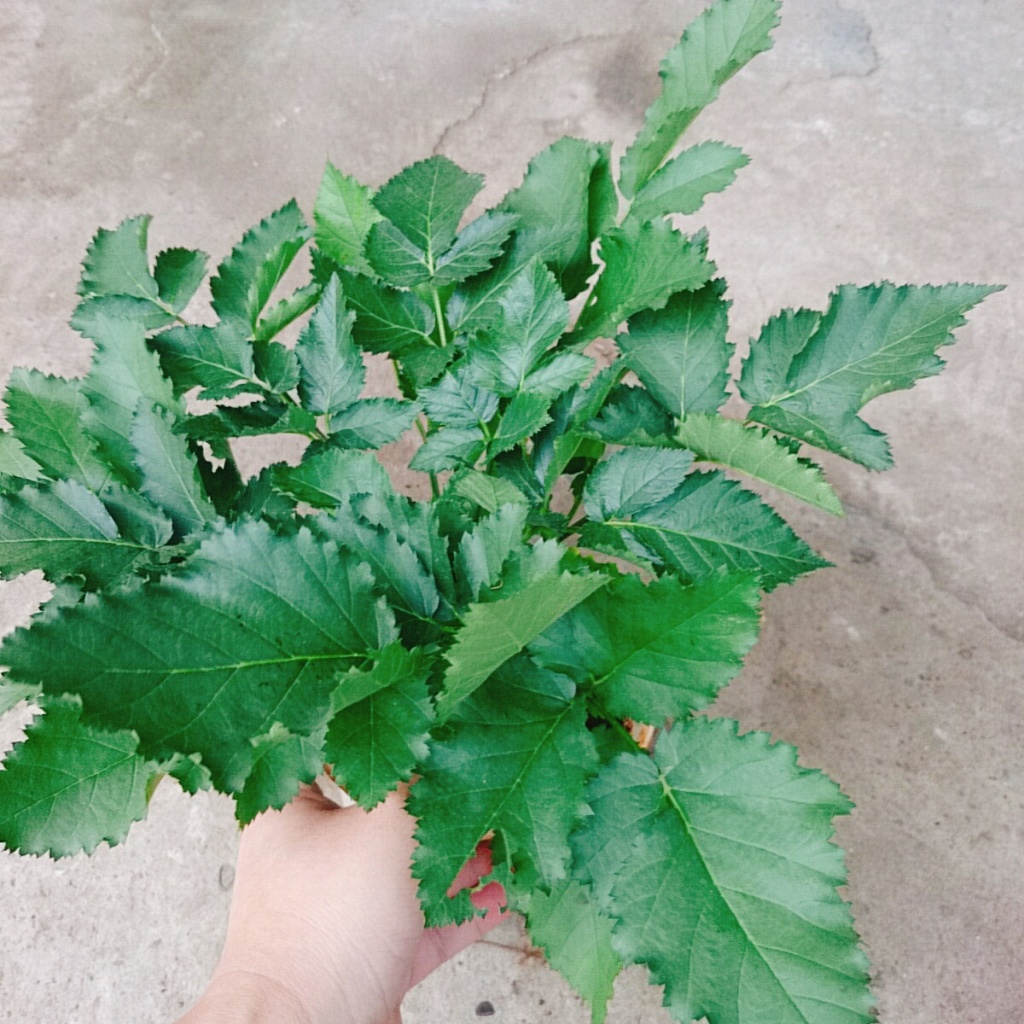Cây phúc bồn tử ( cây mâm xôi ) - cây cảnh sân vườn