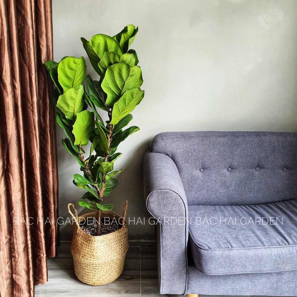 Cây bàng Singapore giỏ cói tự nhiên Vintage - Cây nội ngoại thất