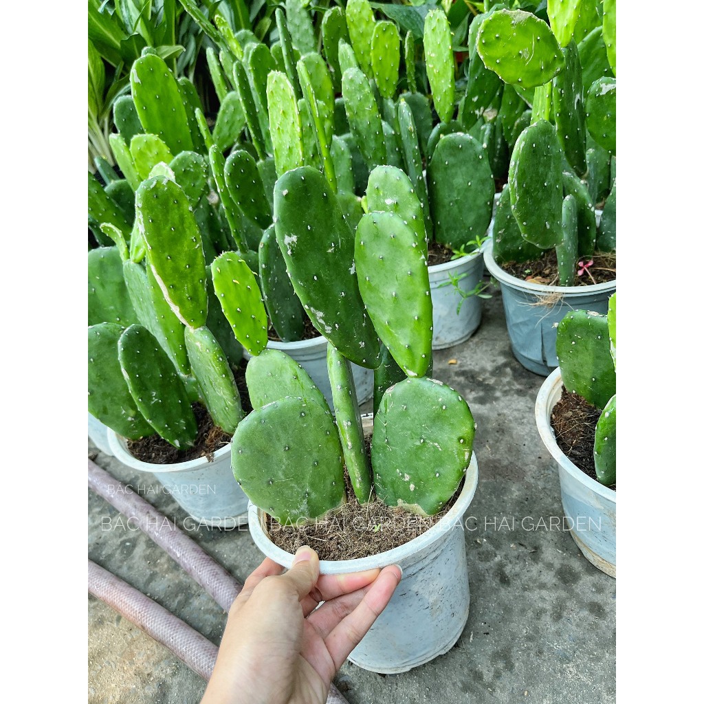 Chậu cây Xương rồng tai thỏ - Cây nội ngoại thất- Cây xanh trang trí văn phòng, nhà ở