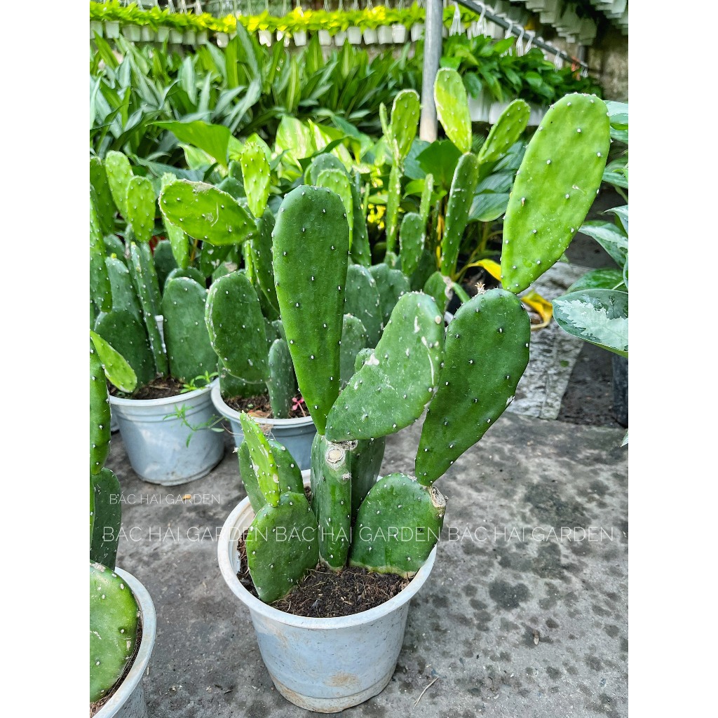 Chậu cây Xương rồng tai thỏ - Cây nội ngoại thất- Cây xanh trang trí văn phòng, nhà ở
