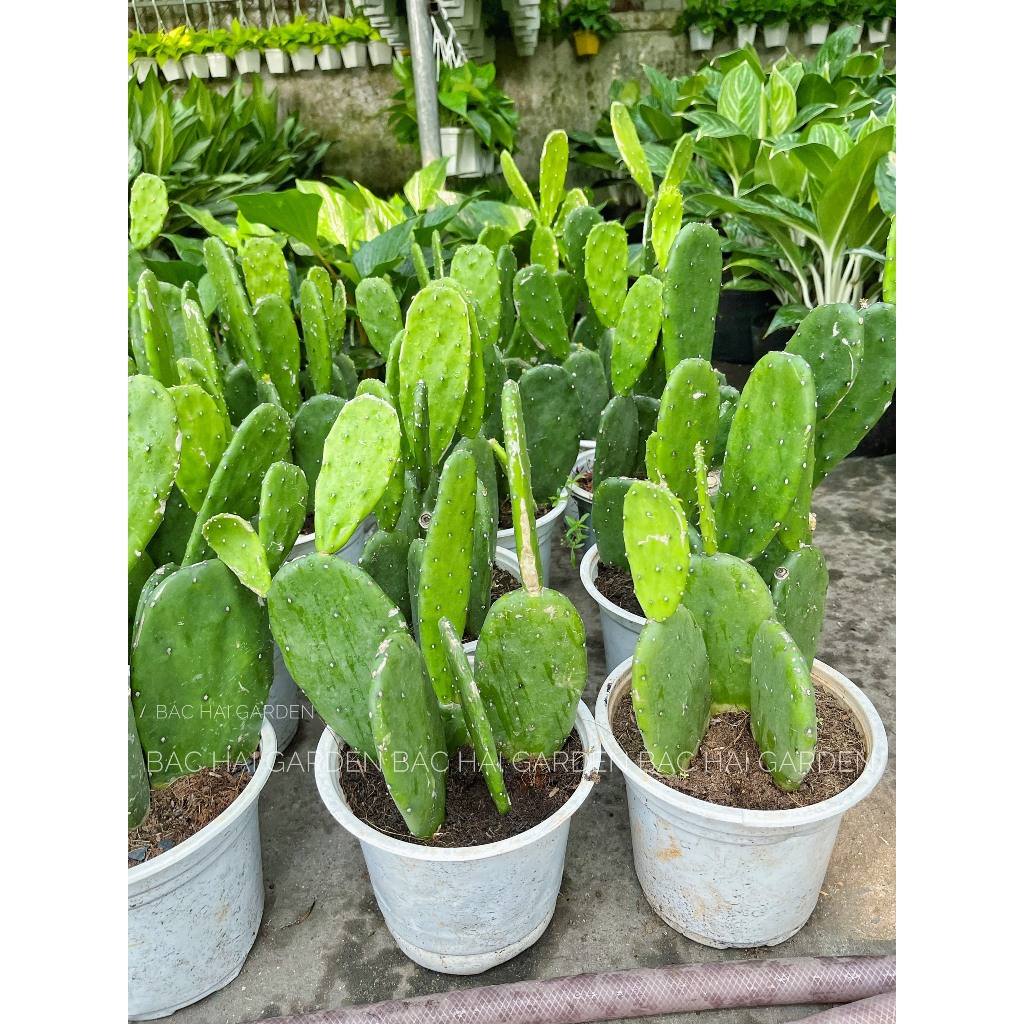 Chậu cây Xương rồng tai thỏ - Cây nội ngoại thất- Cây xanh trang trí văn phòng, nhà ở