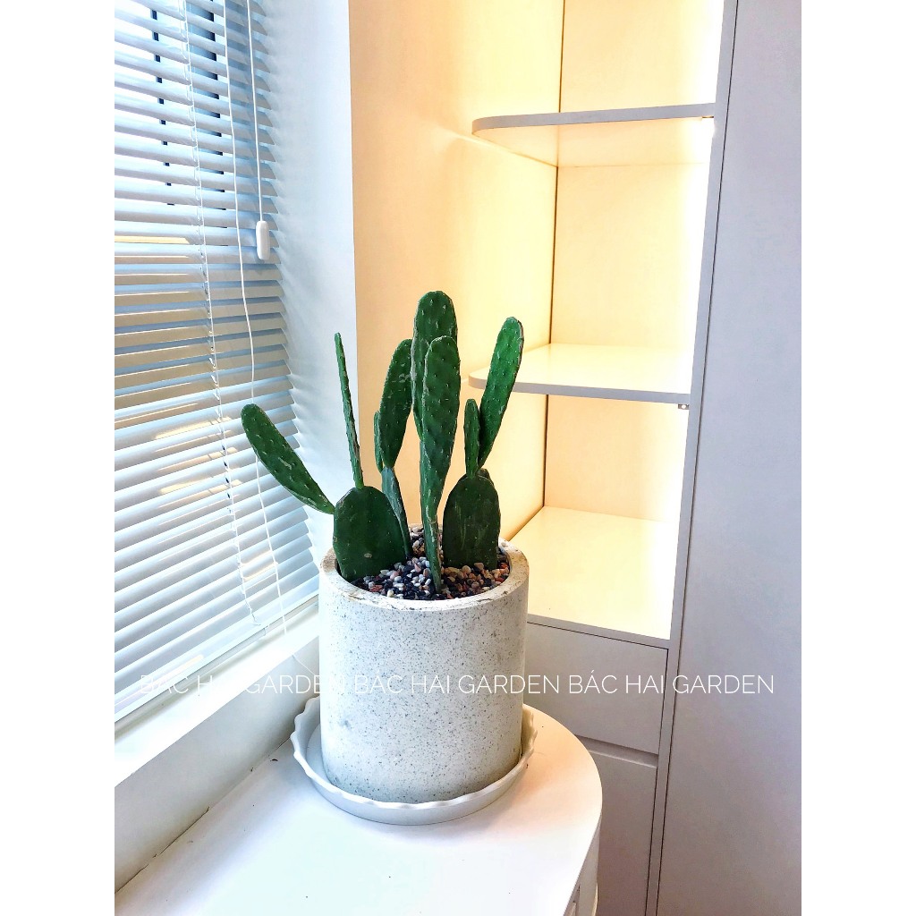Chậu cây Xương rồng tai thỏ - Cây nội ngoại thất- Cây xanh trang trí văn phòng, nhà ở
