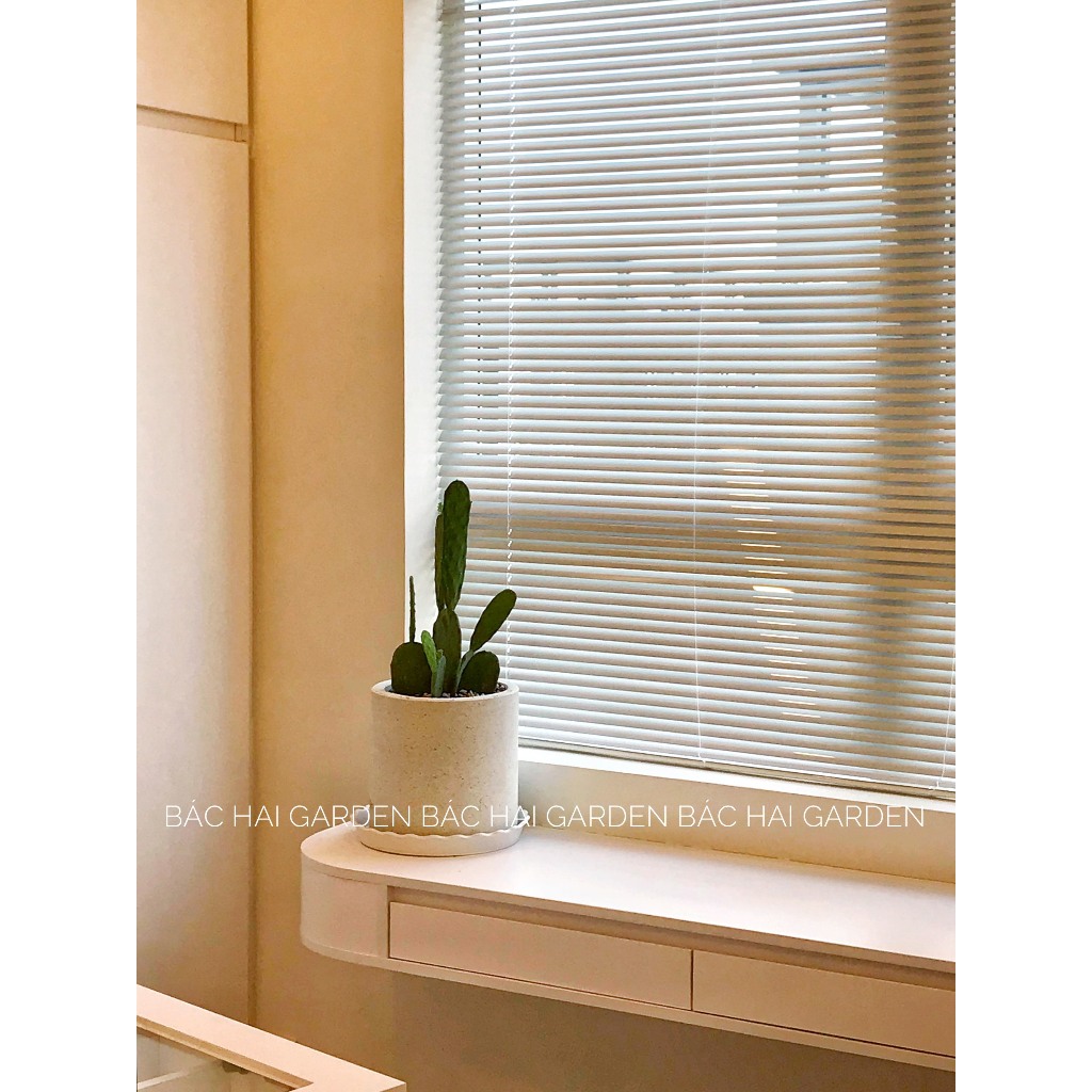 Chậu cây Xương rồng tai thỏ - Cây nội ngoại thất- Cây xanh trang trí văn phòng, nhà ở