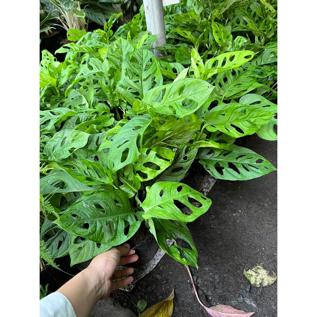 Chậu cây trầu bà lỗ kèm chậu đất nung để bàn- Cây nội ngoại thất dễ trồng- Cây xanh quà tặng