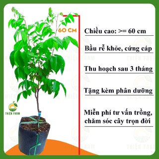 Cây Khế Ngọt THIỆN FARM 60cm, quả to vàng ngọt đậm, trồng chậu, trồng sân thượng