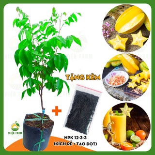 Cây Khế Ngọt THIỆN FARM 60cm, quả to vàng ngọt đậm, trồng chậu, trồng sân thượng