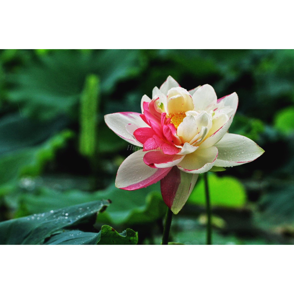 Hạt Giống _ Cây Sen Thái Giống Có Sẵn Bầu, Rễ Nhiều, Lá - 12 Loại- cho hoa sớm