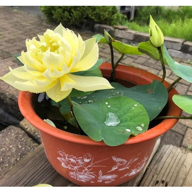 Hạt Giống _ Cây Sen Thái Giống Có Sẵn Bầu, Rễ Nhiều, Lá - 12 Loại- cho hoa sớm