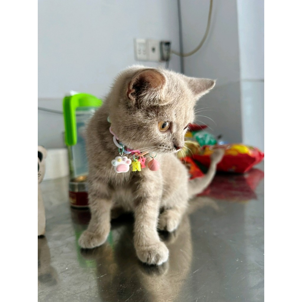 Vòng Cổ Dây Xích Kèm Chữ Cho Cún Mèo Theo Yêu Cầu