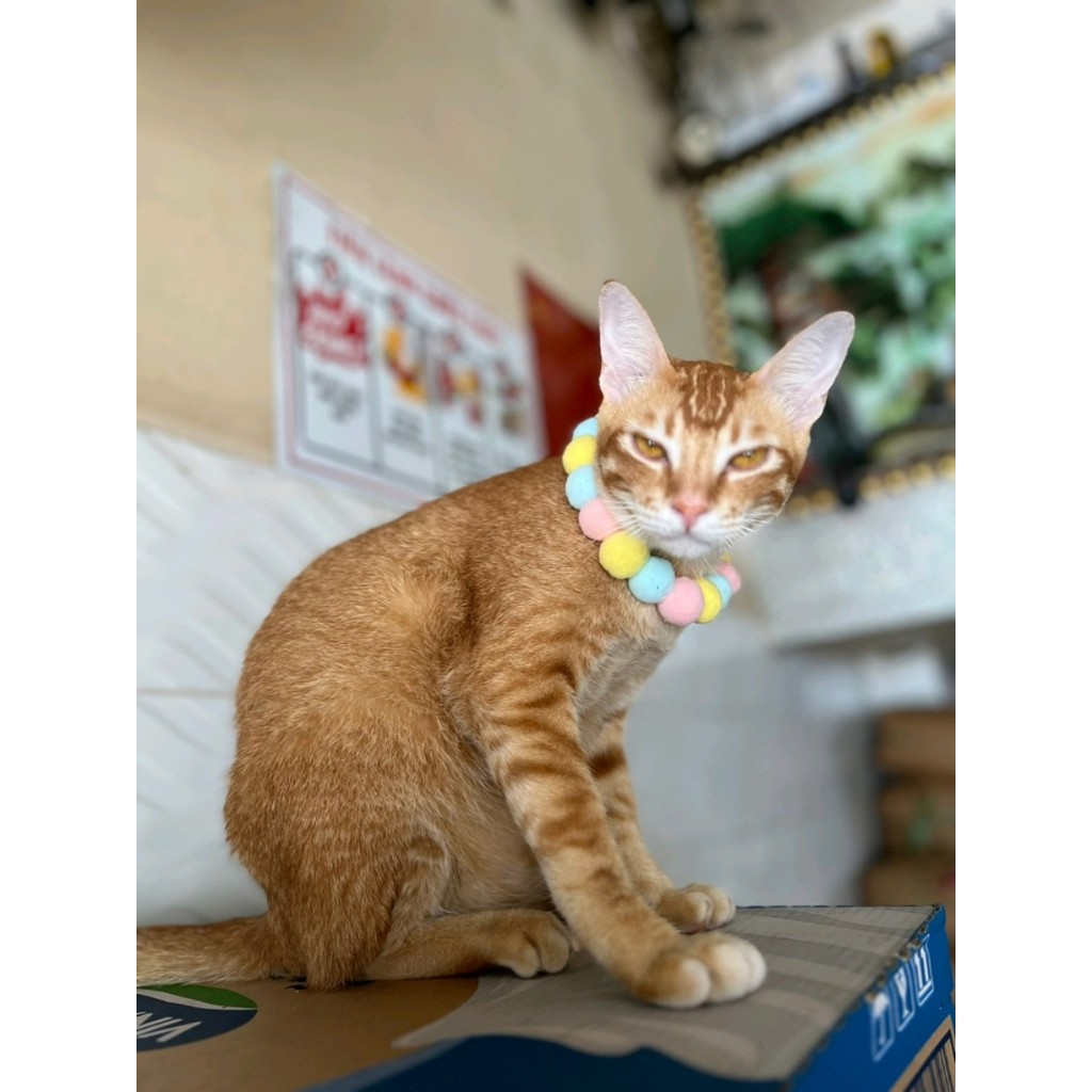 Vòng Cổ Pom Pom Cho Mèo