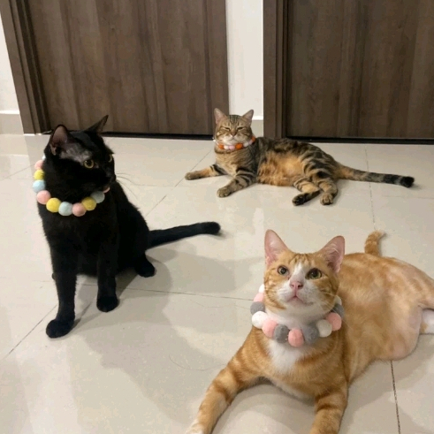 Vòng Cổ Pom Pom Cho Mèo