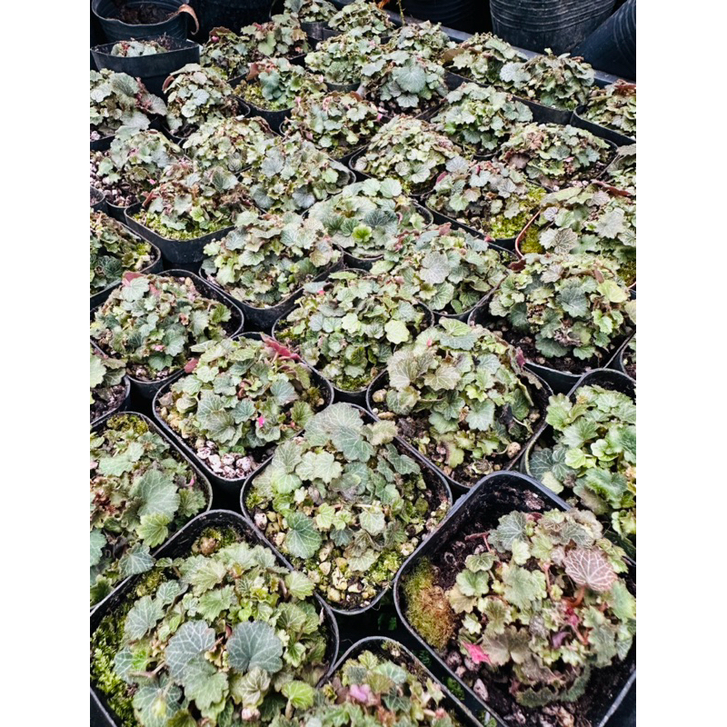 Cây Micro Straberry Begoina - set up, tạo điểm nhấn bể bán cạn, terrarium