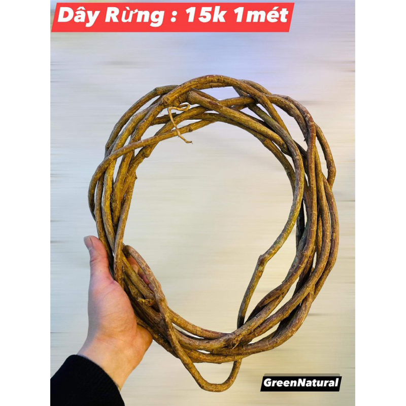 Dây rừng thiết kế bể vivarium theo mét