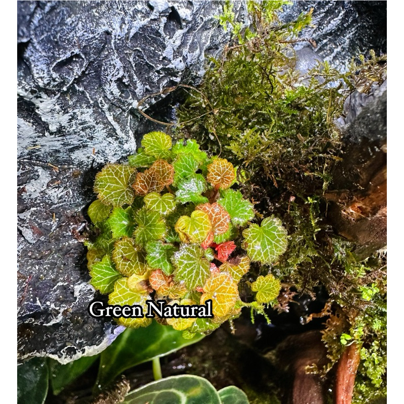 Cây Micro Straberry Begoina - set up, tạo điểm nhấn bể bán cạn, terrarium
