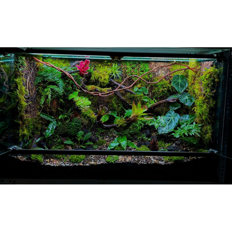 Dây rừng thiết kế bể vivarium theo mét