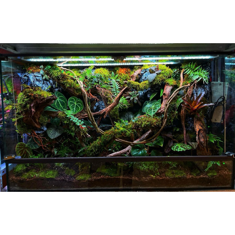 Dây rừng thiết kế bể vivarium theo mét