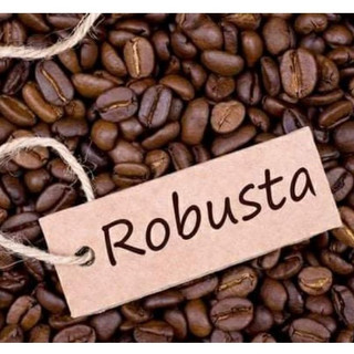 1kg cà phê hạt Robusta, cafe hạt nguyên chất  dak lak rang mộc CÔ GÁI[ tặng kèm hộp 10 chiếc khẩu trang không van kenko]