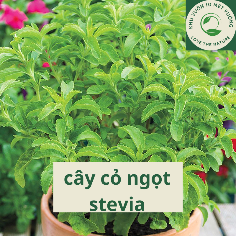 Cây Dược Liệu: Cây Cỏ Ngọt Stevia - cây dược liệu, gia vị thay thế đường - đa công dụng, siêu ngọt