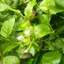 bầu giống cây bạch hoa xà