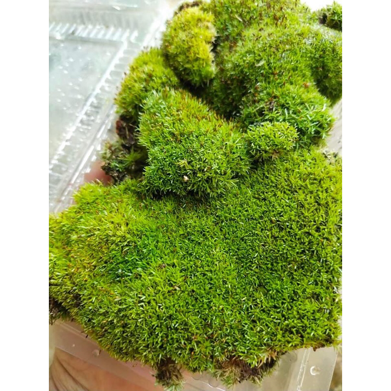 Rêu cỏ xanh đẹp, hộp 2 lớp chơi terrarium, sưu tầm rêu, bán cạn ...