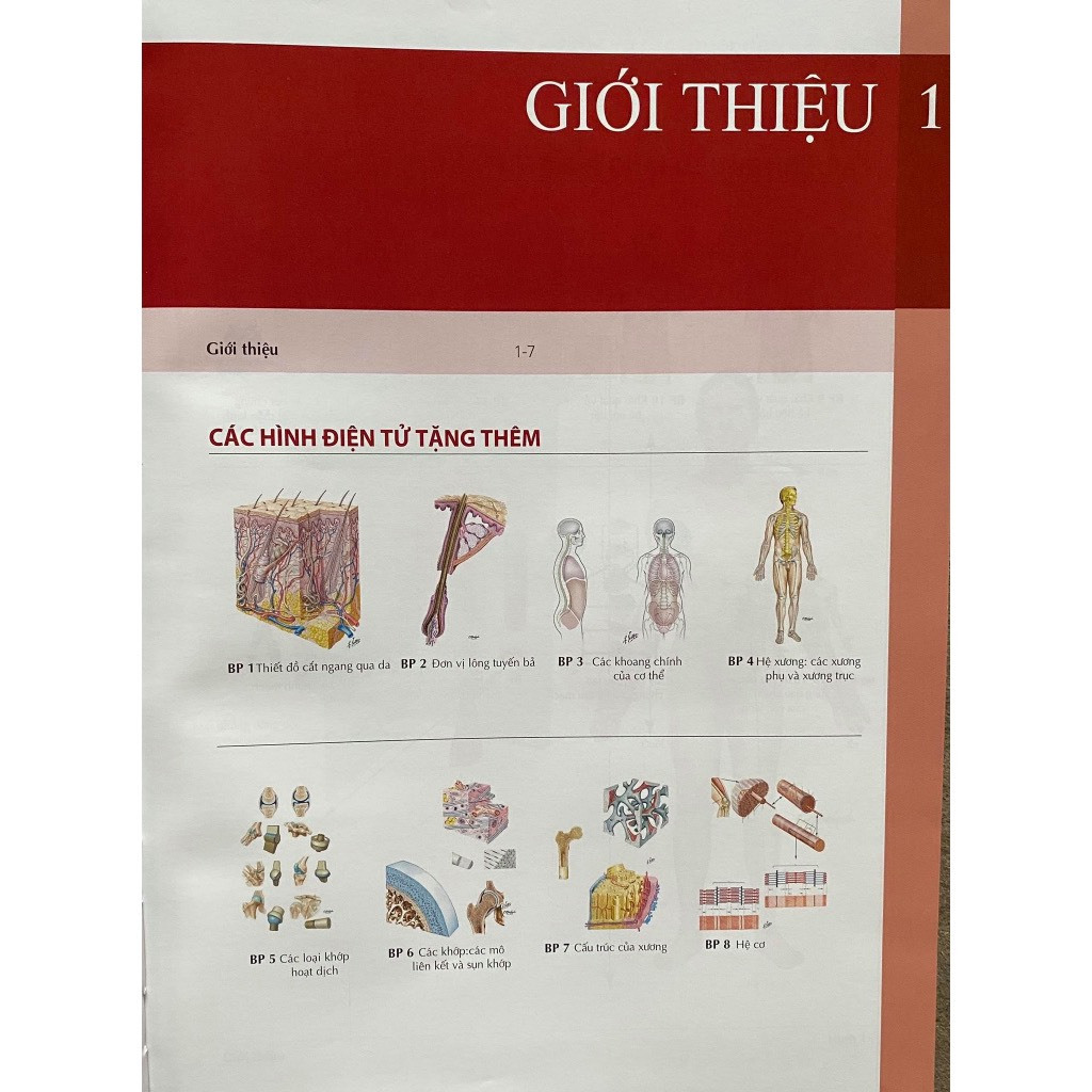Ảnh Sách - Atlas Giải Phẫu người bản số 8.2023 4