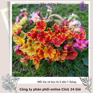 500g Cành Giống Hoa Mười Giờ SAM ĐƠN Chuẩn SAM THÁI Nhập Khẩu Hoa To Rất Nhiều Màu Hoa Mười Giờ Bonsai & Phụ Kiện