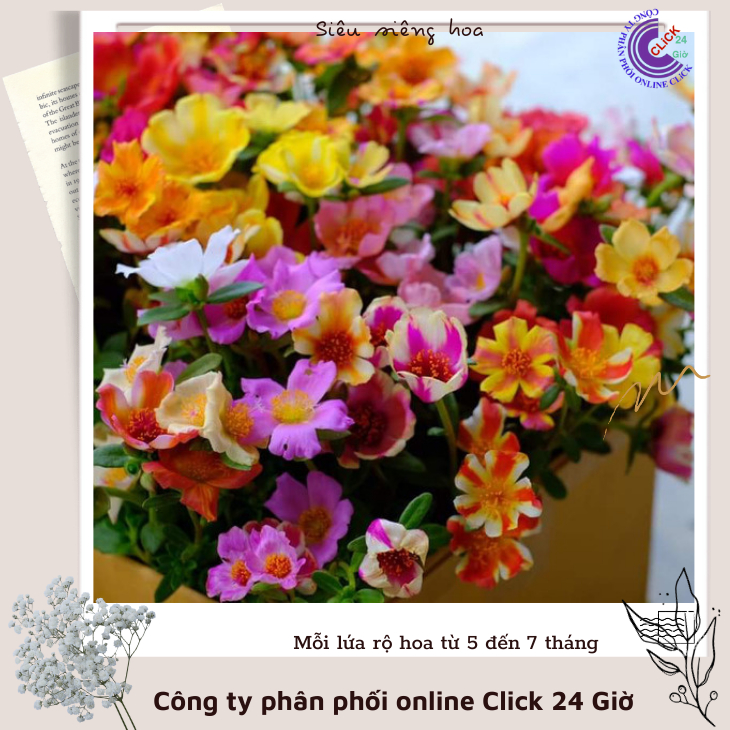 Cành Giống Hoa Mười Giờ SAM ĐƠN Chuẩn SAM THÁI Nhập Khẩu Hoa To Rất Nhiều Màu Hoa Mười Giờ Bonsai & Phụ Kiện