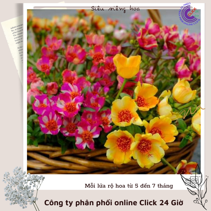 Cành Giống Hoa Mười Giờ SAM ĐƠN Chuẩn SAM THÁI Nhập Khẩu Hoa To Rất Nhiều Màu Hoa Mười Giờ Bonsai & Phụ Kiện