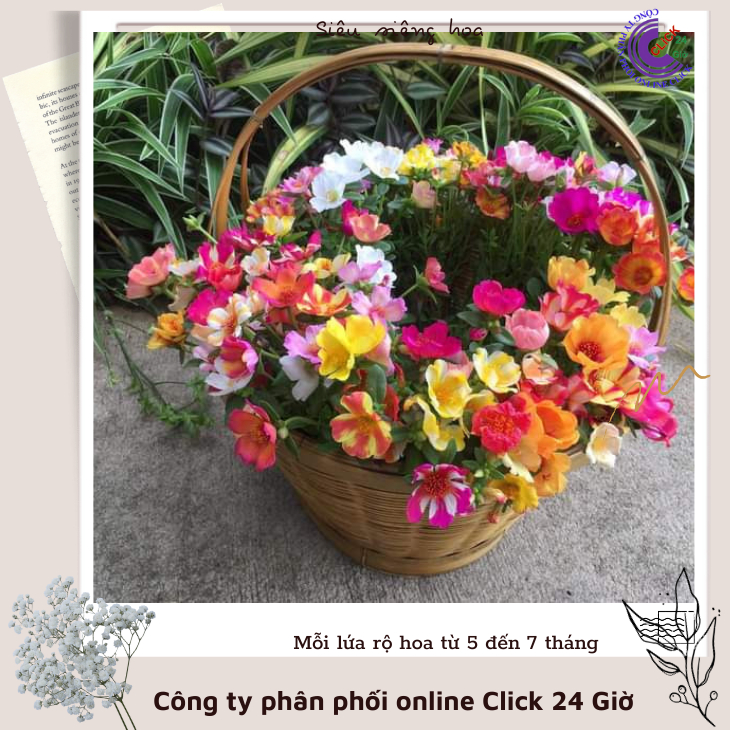 Cành Giống Hoa Mười Giờ SAM ĐƠN Chuẩn SAM THÁI Nhập Khẩu Hoa To Rất Nhiều Màu Hoa Mười Giờ Bonsai & Phụ Kiện