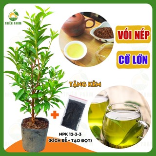 Cây Vối Nếp Cỡ Lớn THIỆN FARM 80cm, thu hoạch ngay, giải nhiệt, thanh lọc cơ thể, trồng chậu