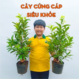 Cây Vối Nếp Cỡ Lớn THIỆN FARM 80cm, thu hoạch ngay, giải nhiệt, thanh lọc cơ thể, trồng chậu