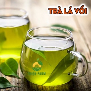 Cây Vối Nếp Cỡ Lớn THIỆN FARM 80cm, thu hoạch ngay, giải nhiệt, thanh lọc cơ thể, trồng chậu