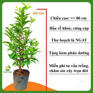 Cây Vối Nếp Cỡ Lớn THIỆN FARM 80cm, thu hoạch ngay, giải nhiệt, thanh lọc cơ thể, trồng chậu