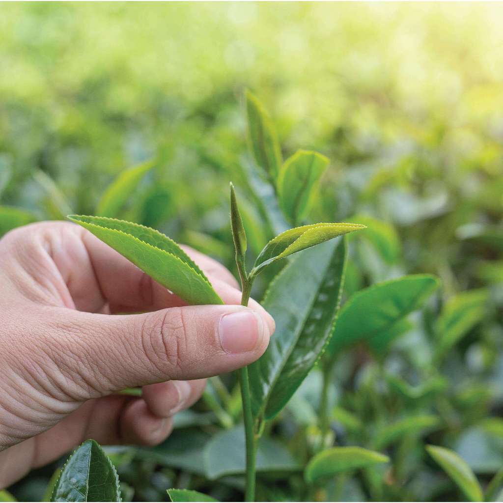 Ảnh Trà Oolong Lài (dạng tấm) DalatFarm - Túi 250g 2